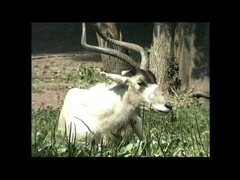 Антилопа мендес - Addax nasomaculatus – Адакс – Аddax