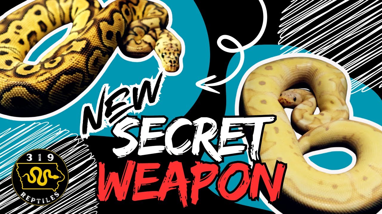 Saving The FUTURE of My Ball Python Business - YouTube