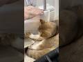 When you need help she’s always there #cat #kitty #cute #meow #kitten #shorts #котик #busia_businka