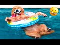 😺 Funny &amp; Cute Animal Videos Compilaton Of The 2025 🤣