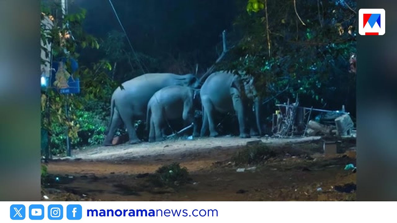 ശബരിമല പാണ്ടിത്താവളത്തിൽ വീണ്ടും കാട്ടാനക്കൂട്ടം ഇറങ്ങി | Sabarimala
