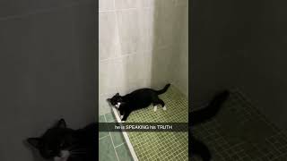 Cat tells His Life Story #cute