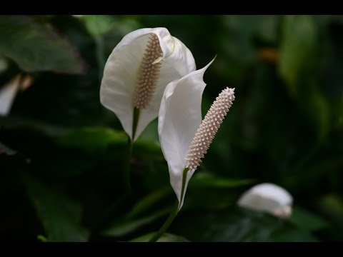 Video: Plantas De Interior. Spathiphyllum: Cultivo Y Cuidado