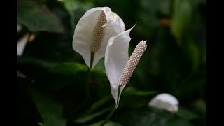 Espatifilo, cuidados para su cultivo - Jardinería - YouTube