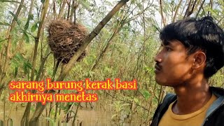 melimpahnya sarang burung kerak basi di lokasi ini! akhirnya ada yang menetas