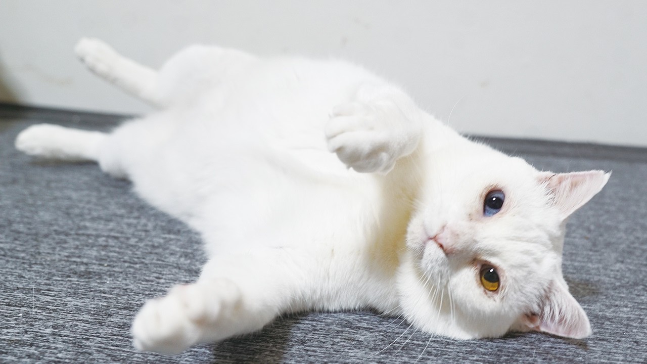 宝石珍獣、がんばる皆様に最後のエール A final cheer from my rare