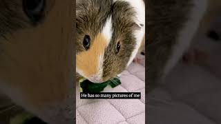 Yes, we are obsessed with Mi!😎 #guineapig #shorts
