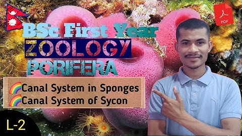 L-2: Canal System Of Sponge & Sycon ● BSc First Year ● ZOOLOGY ● TU ● NEPAL 🇳🇵 ● By Sumit Chaudhary