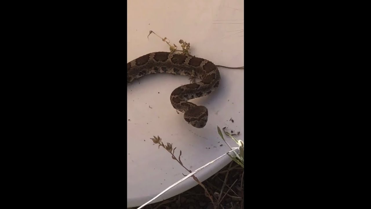 RATTLESNAKE! YouTube