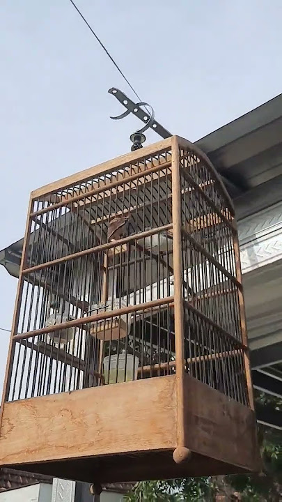 pancingan burung JINJING PETULAK GACOR