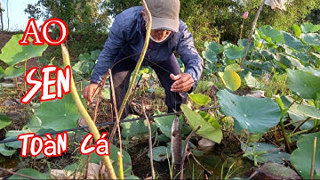 CẮM CÂU CÁ LÓC trong ao sen , "TRÚNG ĐẬM CÁ LÓC KHỦNG " nhìn thấy mê