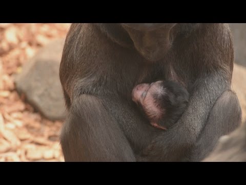 Videó: Pet Scoop: Két veszélyeztetett majom Kaliforniában született