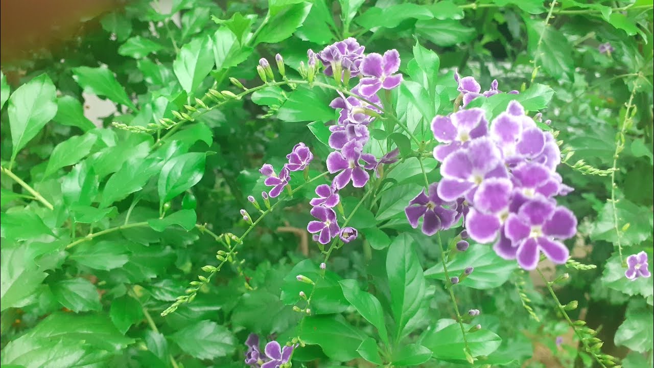 PLANTAS SIMPLES MAIS,MAIS SÃO LINDAS