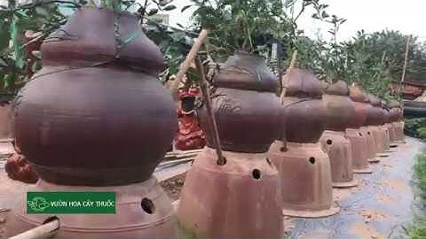 Chia sẻ nhưng thử nghiệm trồng quất cảnh mua 2020 tại Vựa quất Văn Giang - Hưng Yên