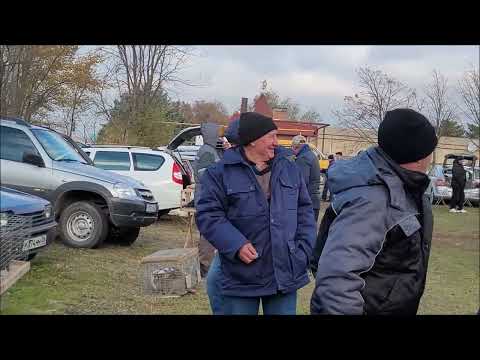 Сельские голуби. 13