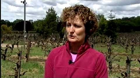 Pest Could Harm Grape Crop