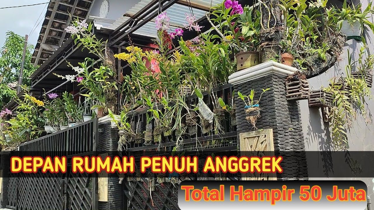 DEPAN RUMAH PENUH ANGGREK, KALO DI TOTAL HAMPIR 50 JUTA