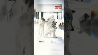 Wild Love The Untold Snow Wolf Mating Ritual #funnyanimals #video #funniestvideo #snow #wildlife