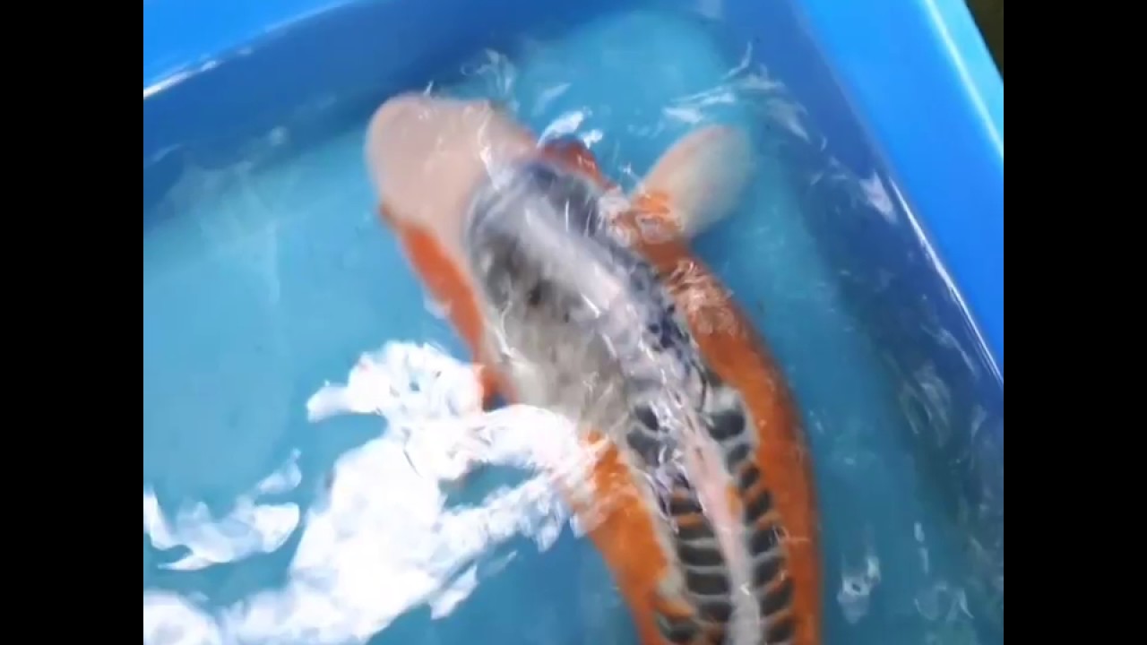 Shusui koi Карпы кои породы Шусуи, Каваригои