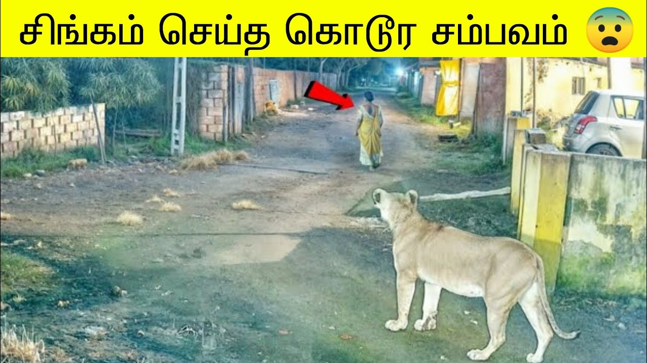 புலி சிங்கம் இப்படி பட்ட ஒரு விலங்கா | விலங்குகள் செய்த அதிர்ச்சியான சம்பவம் 🐅
