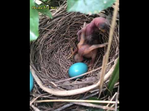 Video: Interessantes Vogelnest Giant Bed