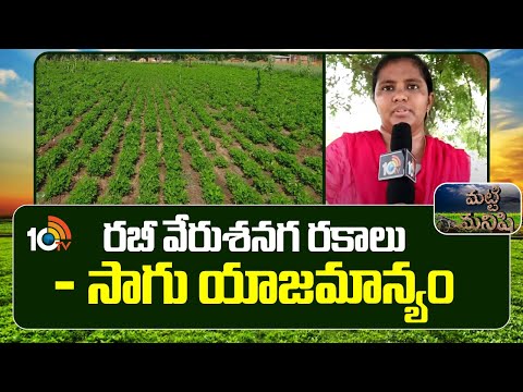 Groundnut Cultivation Techniques | రబీ వేరుశనగ రకాలు - సాగు యాజమాన్యం | Matti Manishi | 10TV News - 10TVNEWSTELUGU