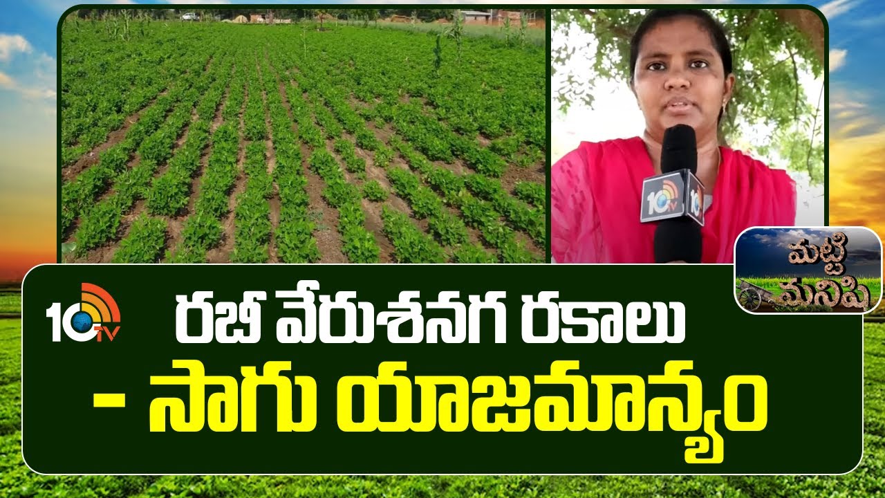 Groundnut Cultivation Techniques | రబీ వేరుశనగ రకాలు - సాగు యాజమాన్యం | Matti Manishi | 10TV News