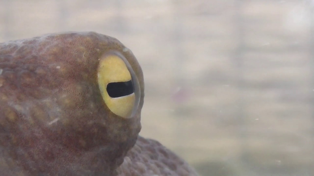 タコの瞳 独特の横一文字の眼をしたマダコ タコは食べることはあっても 生きているをのじっくり見る機会は少ないかも Youtube