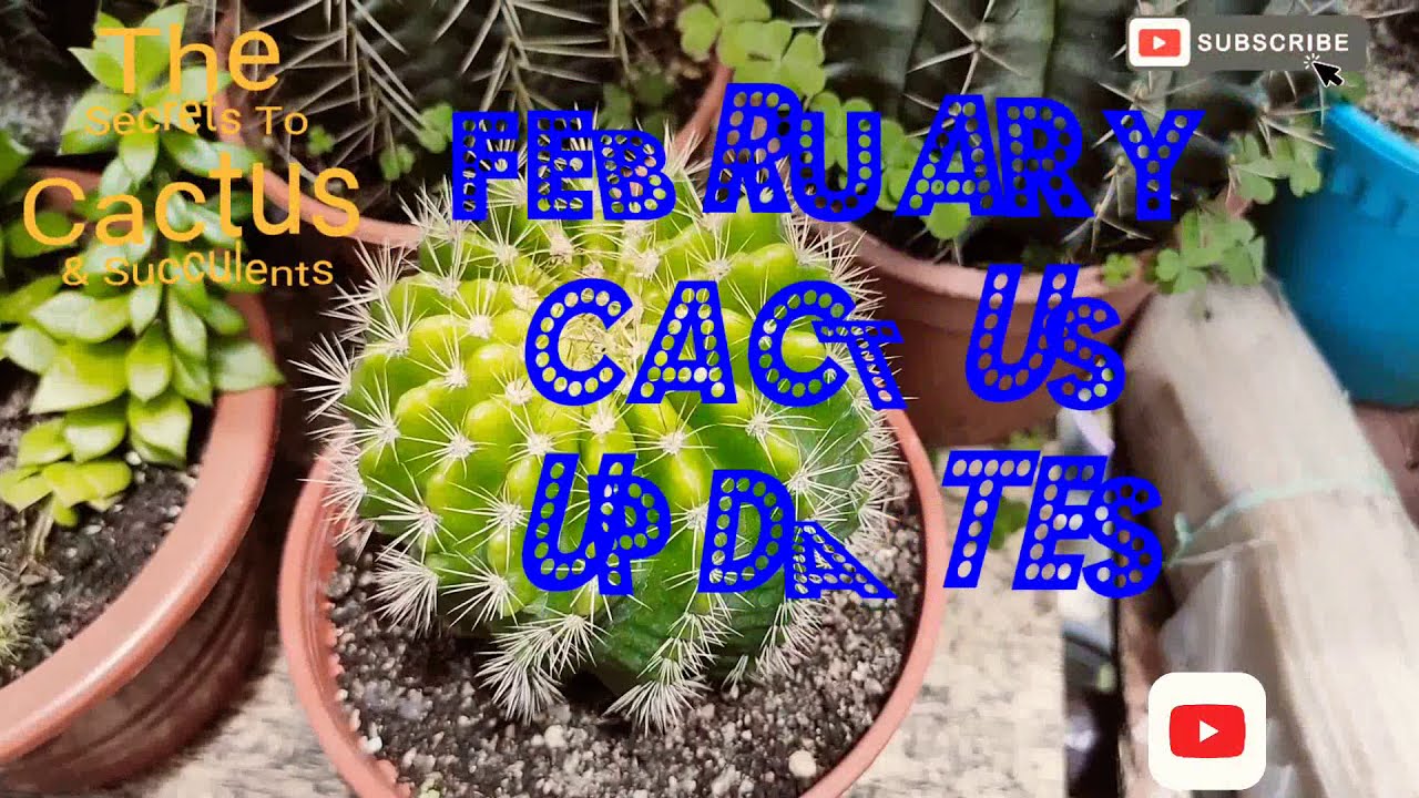 How To Care For Your Cactus | February 2020 Cactus Collection Updates