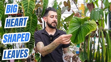 💎 The Philodendron You’ve Never Heard Of… 2 Year Review Philodendron rubrocinctum!