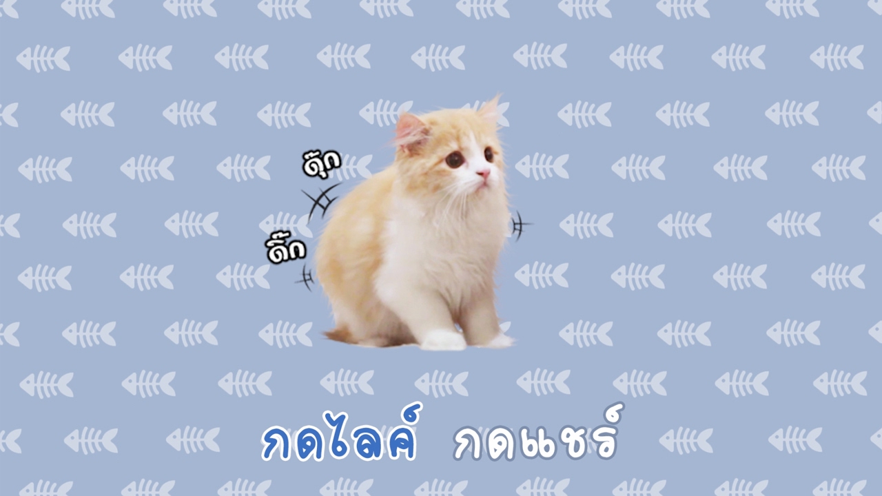 กด like กด share 2022 New Theycallmemeaow | เพลงกดไลค์ โดยน้องฟู