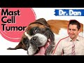 Dog Mast Cell Tumors Symptoms Diagnose And Treatment Of Dog Mast Cell Tumors With Dr Dan Dog Mast Cell Tumors Symptoms Diagnose And Treatment Of Dog Mast Cell Tumors With Dr Dan