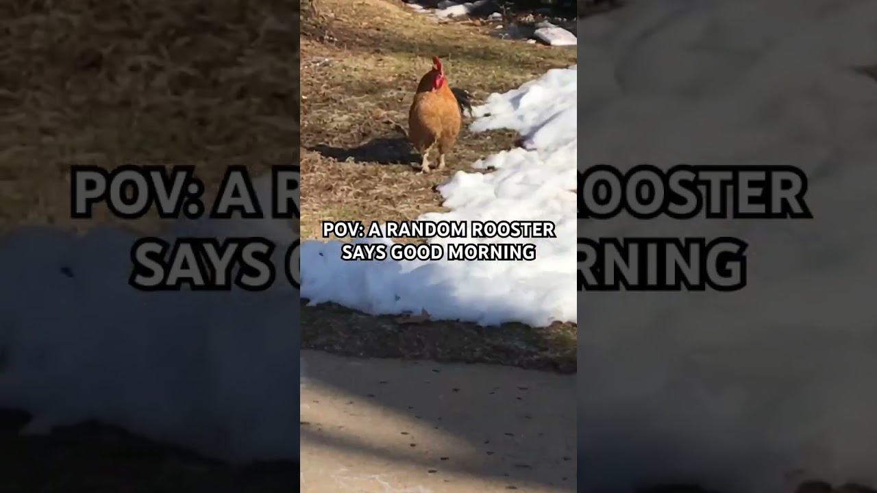 Cocka-doodle-do to you too! 