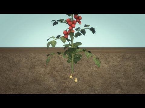 วีดีโอ: พืช TomTato คืออะไร – มะเขือเทศและมันฝรั่งในโรงงานเดียวกัน
