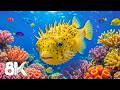 Relaxing Blue Ocean Marine Life in 8K UHD - Beautiful Marine Life &amp; Calm Night Ambience