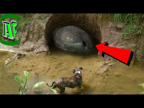 16 ნივთი რომელიც ადამიანებმა თავის ეზოში აღმოაჩინეს