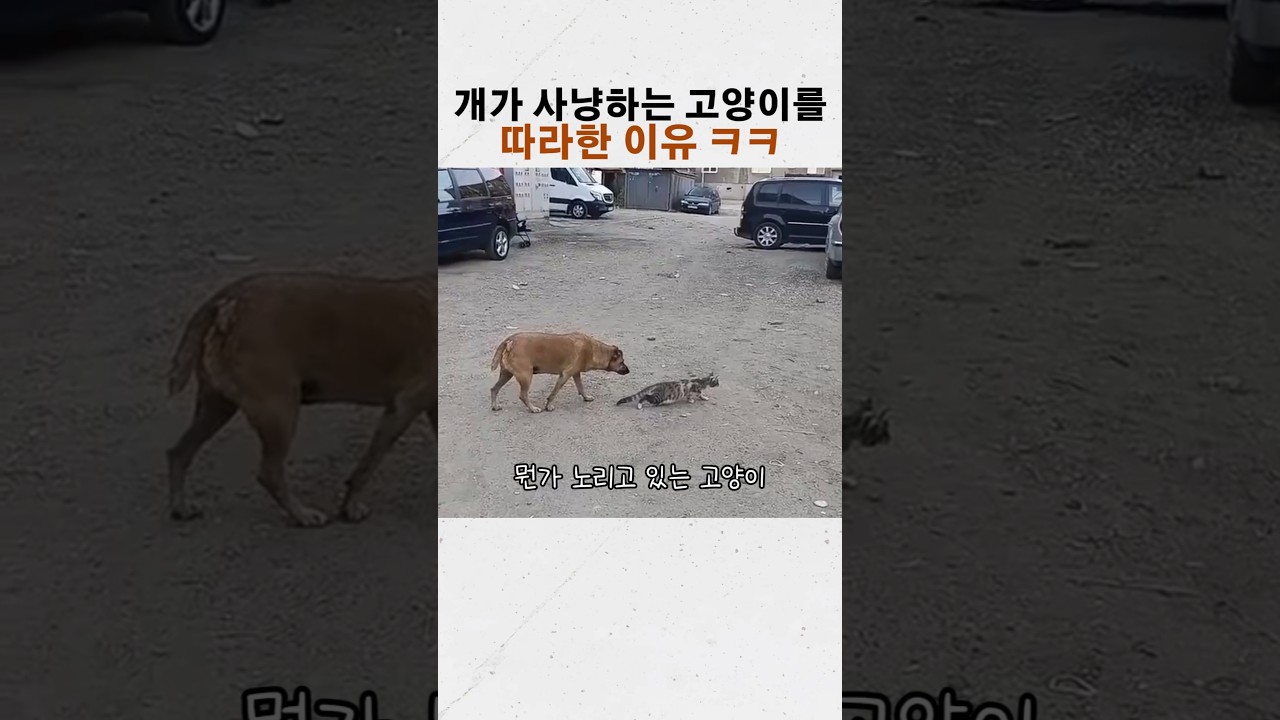 개가 사냥하는 고양이 뒤를 밟은 이유 ㅋㅋ