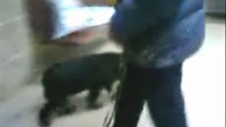У собаки Ночки нашлись хозяева. Она Чапа и ей 13 лет У собаки Ночки нашлись хозяева. Она Чапа и ей 13 лет