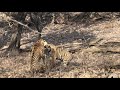 Tiger fighting at Ranthambore National Park - A rare sighting