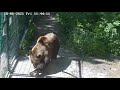 Медвежий боулинг