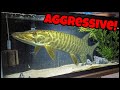 Keeping Most Aggressive Freshwater Fish In HOME Aquarium!