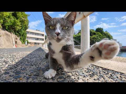 Cat at the Harbor: "New Camera? I'll Introduce You to My Friends! Follow Me, NYAN!"