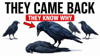 What Birds Do With Dead Birds — The Answer Will Change How You Think About Them