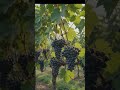 You Won't Believe How Many Black Grapes Are Growing Here! 🍇😲 #Shorts #viral #grapes #farming