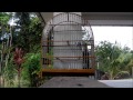 Picolet - Pie suriname [LEE]
