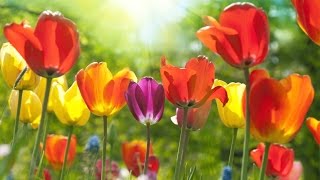 Peaceful Music, Relaxing Music, Instrumental Music, 'A Thought of Spring' by Tim Janis