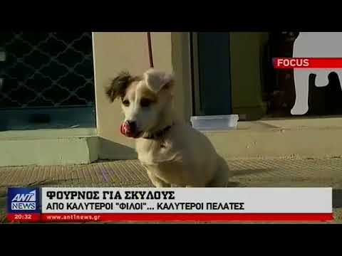 Βίντεο: Δερματικές προσκρούσεις (κοκκιωματώδεις δερματώσεις) σε σκύλους