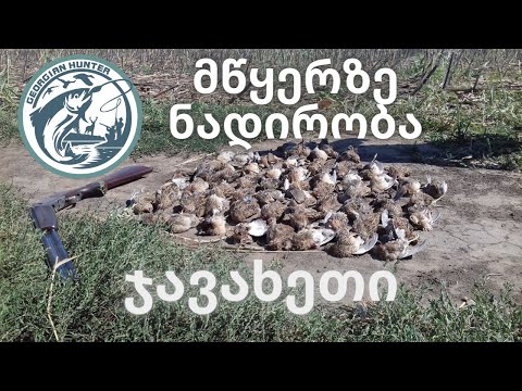 მწყერზე ნადირობა - მწყერით სავსე ახალქალაქი