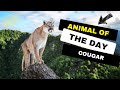 Cougar  animal of the day  educational animals for kids homeschoolers and teachers