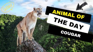 Cougar  Animal of the Day | Educational Animal Videos for Kids, Homeschoolers, and Teachers